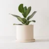 Convivial Minimal Stoneware Planter