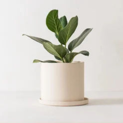 Convivial Minimal Stoneware Planter