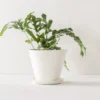 Convivial Ivory Porcelain Planter