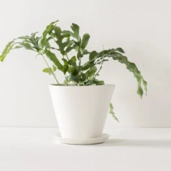 Convivial Ivory Porcelain Planter