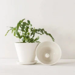 Convivial Ivory Porcelain Planter