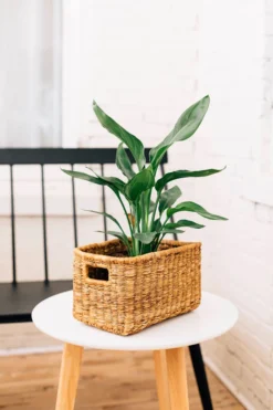 Azizi Life Banana Twine Demi Panier Best Sellers