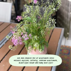 Cute Root Sympathy Variety Plantable Cards - 10 Pack 14 Cute Root Sympathy Variety Plantable Cards - 10 Pack