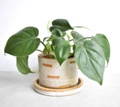 Katie Mudd Cutout Stoneware Planter Set