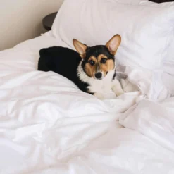 Eucalypso Deluxe Tencel Eucalyptus Sleep Bundle