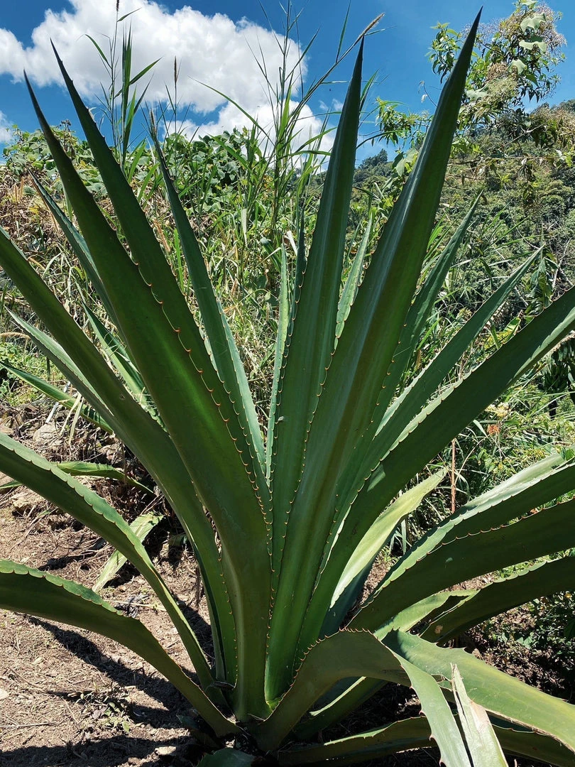 Territory Design Fique Fiber Tote Bag 9 Territory Design Fique Fiber Tote Bag