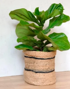 Amante Marketplace Home Goods Jute Planter