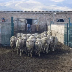 Kyrgies Men's Wool Tengries Slippers - Plum