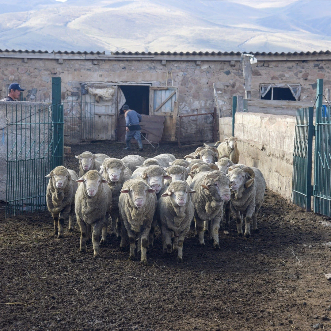 Kyrgies Best Sellers Men's Molded Sole Low Back Wool Slippers - Gray 10 Kyrgies Best Sellers Men's Molded Sole Low Back Wool Slippers - Gray