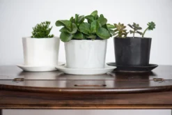 The Bright Angle Native Porcelain Planter - Silk White Home Goods 10 The Bright Angle Native Porcelain Planter - Silk White Home Goods