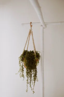 Village Thrive Wood Beaded Plant Hangers Home Goods