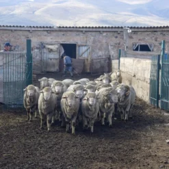 Kyrgies Women's Tengries Walkabout Wool Slippers Best Sellers 21 Kyrgies Women's Tengries Walkabout Wool Slippers Best Sellers